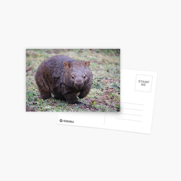 Wombat - Vombatus Ursinus Postcard