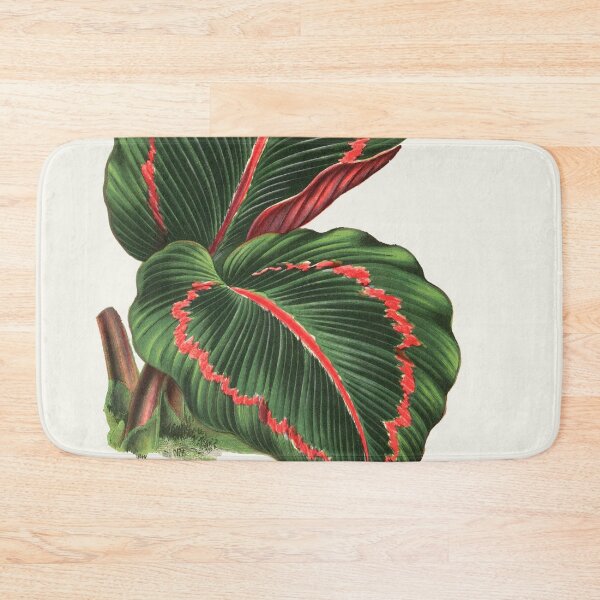 Item preview, Calathea roseopicta - Rothschild designed and sold by chimakingthings.