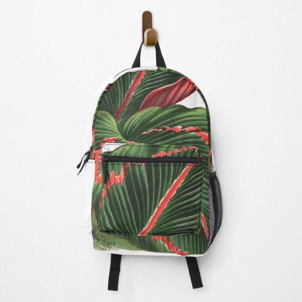 Item preview, Calathea roseopicta - Rothschild designed and sold by chimakingthings.