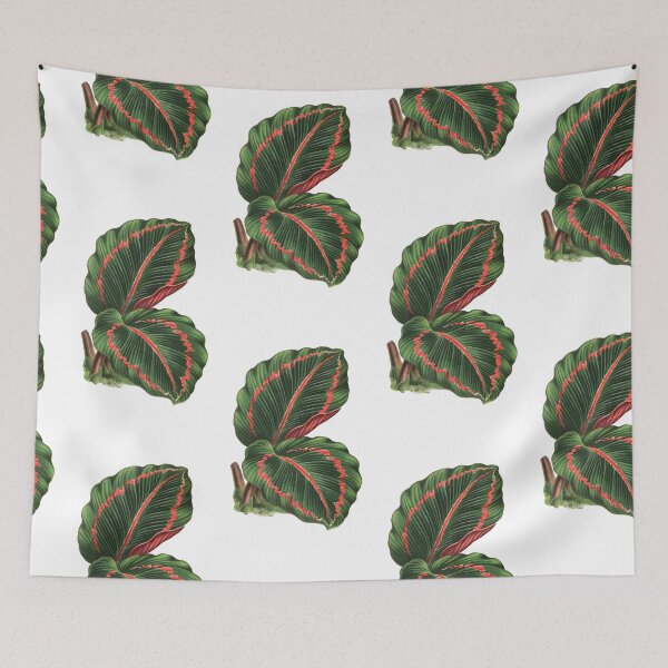 Item preview, Calathea roseopicta - Rothschild designed and sold by chimakingthings.