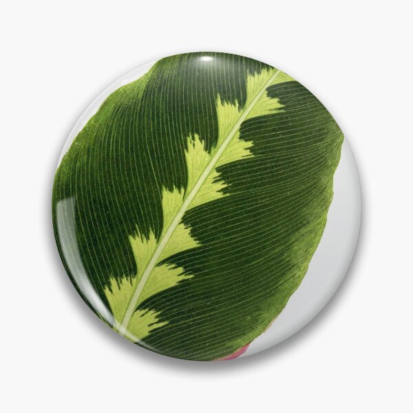 Item preview, Calathea Warscewiczii - Flore des serres et des jardin de l’Europe designed and sold by chimakingthings.