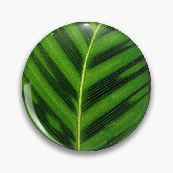Item preview, Calathea Zebrina - Rothschild designed and sold by chimakingthings.