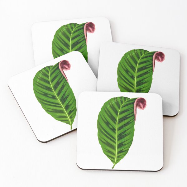 Item preview, Calathea Zebrina - Rothschild designed and sold by chimakingthings.