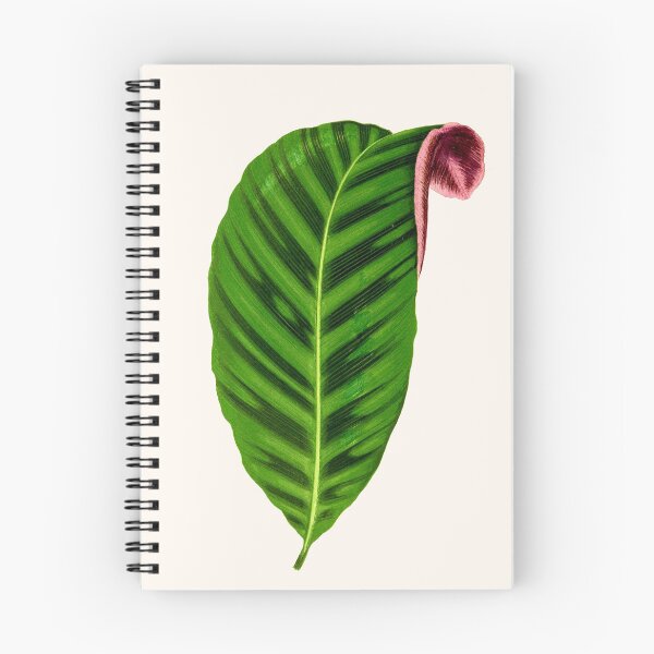 Item preview, Calathea Zebrina - Rothschild designed and sold by chimakingthings.