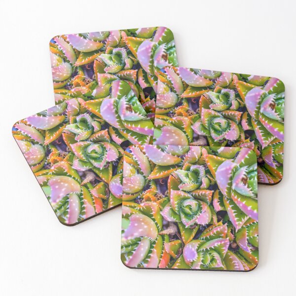 Item preview,   Aloe nobilis clump designed and sold by troianifabrizio.