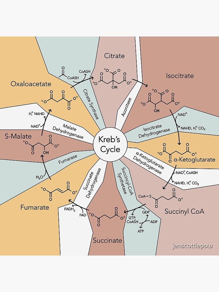 Chemische Gleichung des Krebszyklus