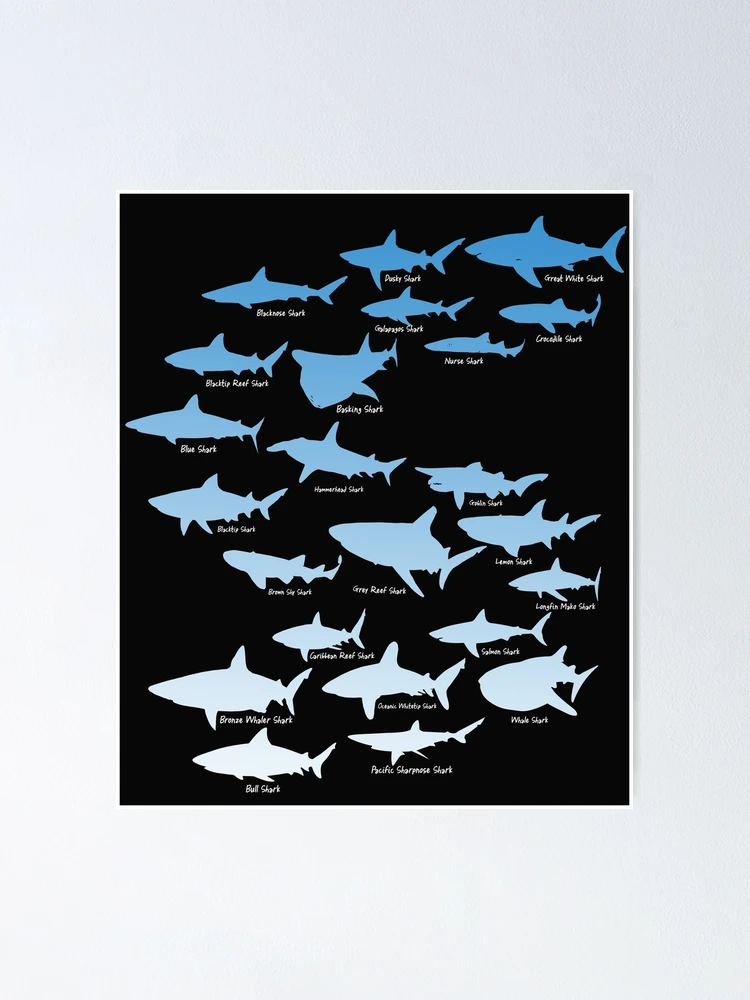 Shark Types Species Elasmobranch Ocean Fish Lover Gift Poster for