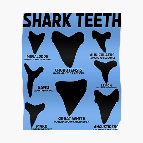 Shark Types Posters Redbubble