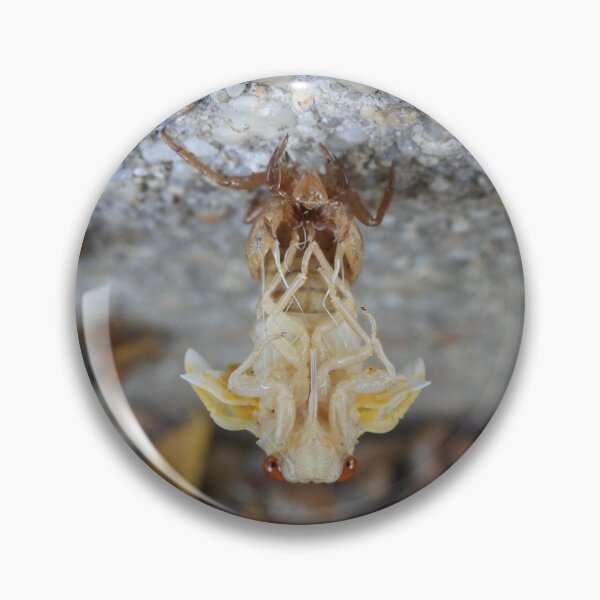 Item preview, symmetry (2021 Brood X cicada teneral) designed and sold by UpTowardTheSky.