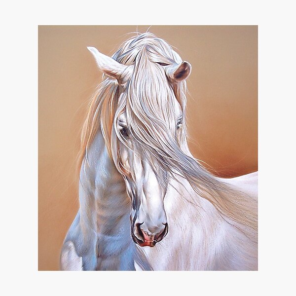 "Andalusian stallion" - close-up Photographic Print