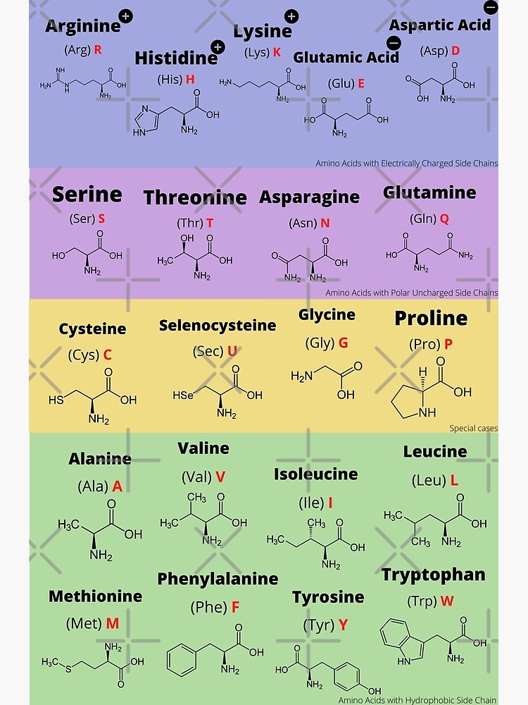 Twenty-One Amino Acids Premium Matte Vertical Poster sold by Grace Gao ...