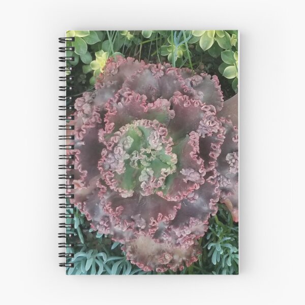 Item preview, Real Echeveria Flower -  Succulent Family of Plants designed and sold by Ilana Khoshsima.