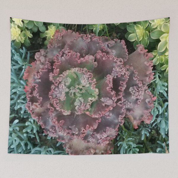 Item preview, Real Echeveria Flower -  Succulent Family of Plants designed and sold by Ilana Khoshsima.