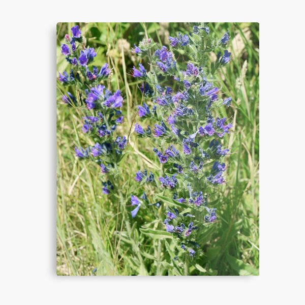 purple wildflowers Metal Print