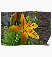 lily, color Poster