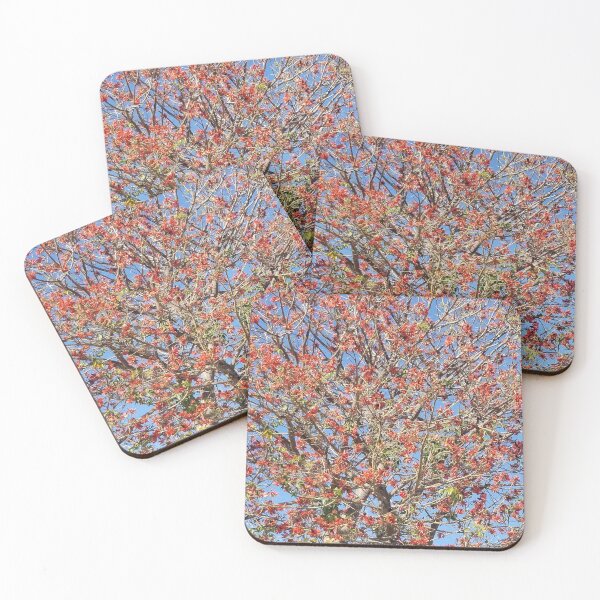 Item preview, Bloom of Real Image of Coral Tree in California designed and sold by Ilana Khoshsima.