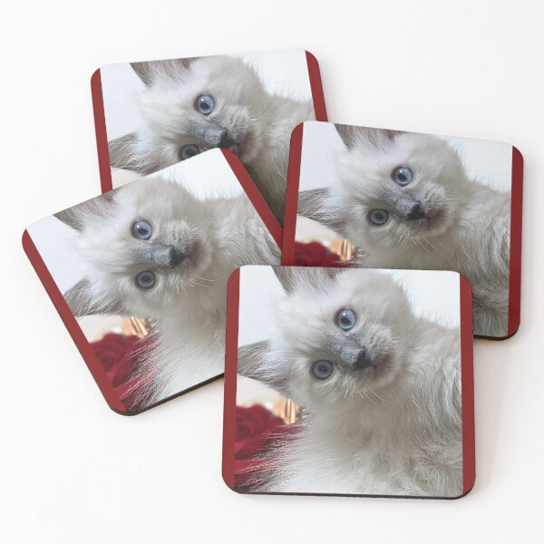 Item preview, Ragdoll kitten designed and sold by Fluffycat2020.