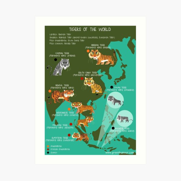 Tigers of the World Poster Print 