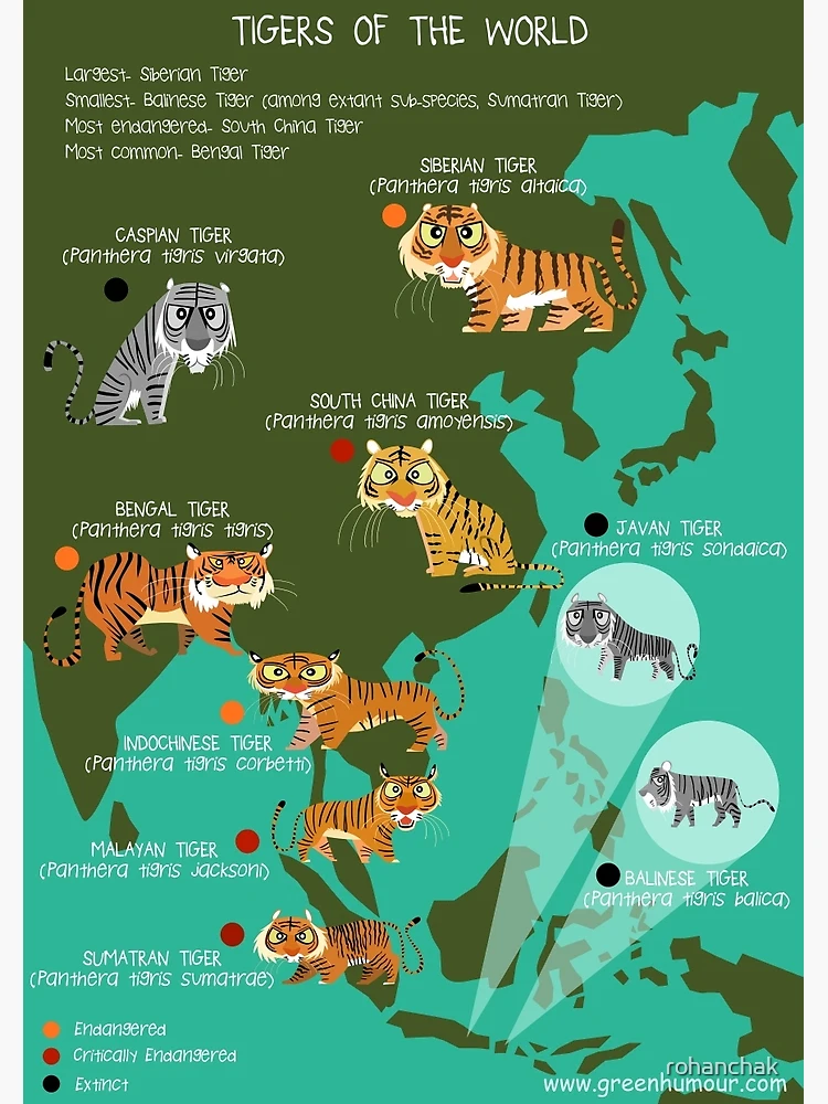 Tigers of the World Poster Print 