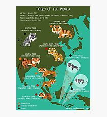 Tigers of the World Photographic Print