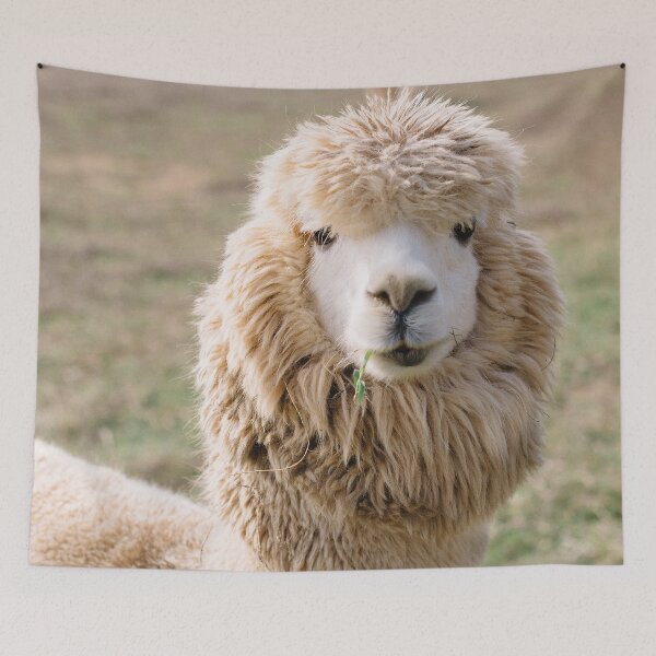 Item preview, Hey This Is An Alpaca, Not A Llama! - Thick Fur Funny Face on A Farm Chewing Grassroots - Funny Alpaca Face designed and sold by sthNnth.