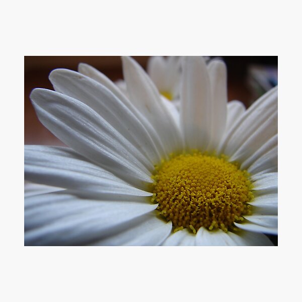 Item preview, Daisy! designed and sold by Mary Ellen Tuite.