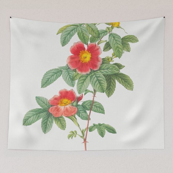Item preview, Les Roses by Pierre-Joseph Redouté designed and sold by EsotericBotanic.