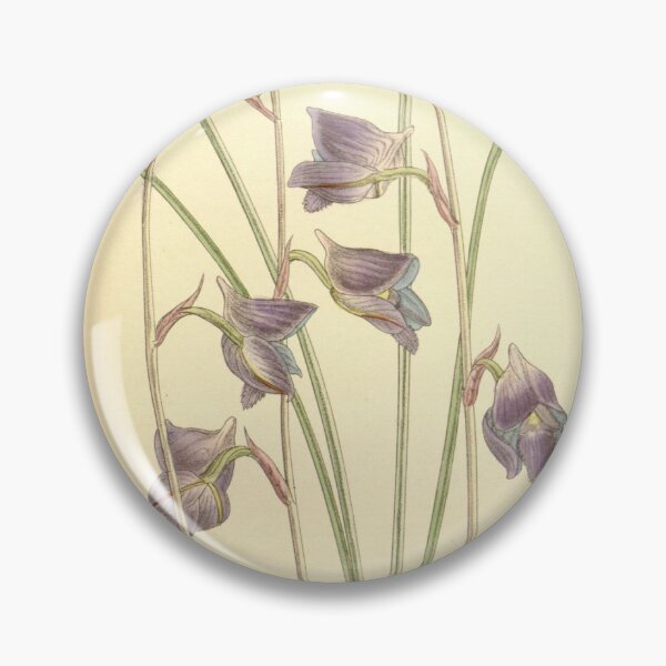 Item preview, Disa hians (as Disa lacera) Curtis' 115 (Ser. 3 no. 45) pl. 7066 (1889) designed and sold by EsotericBotanic.