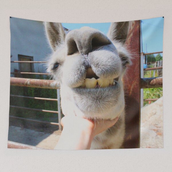 Item preview, Dorky Llama Asking for Pets designed and sold by citrusapple.