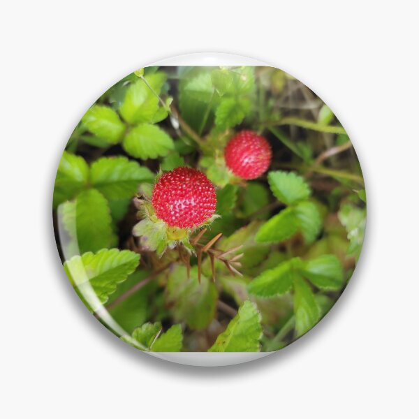 Item preview, Bam Strawberries beared in our tangerine farms, jeju island. korea designed and sold by human8891.
