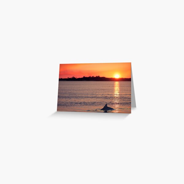 Dolphins at Sunset Greeting Card