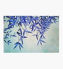 bamboo susurration Photographic Print