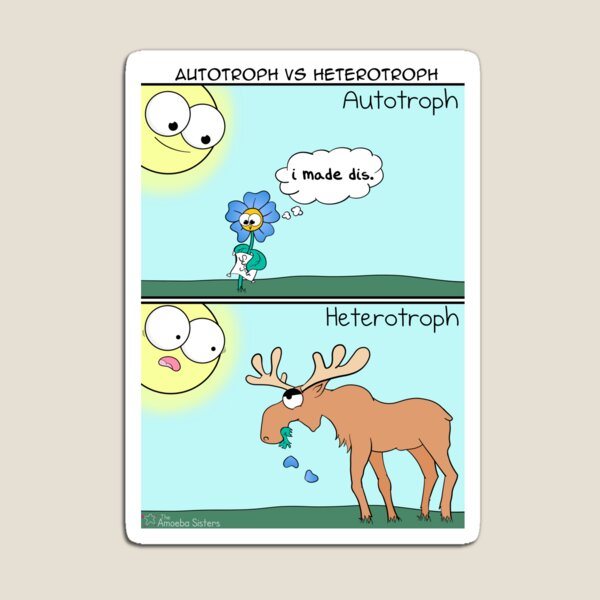 Autotroph vs Heterotroph Magnet