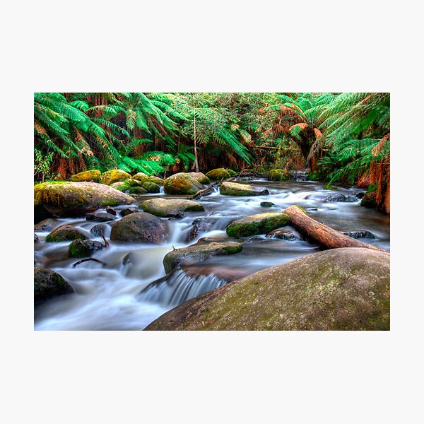 Item preview, Toorongo River, Noojee designed and sold by Scott Harty.