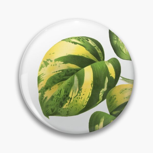 Item preview, Golden Pothos - L’ Illustration horticole - Botanical Illustration designed and sold by chimakingthings.