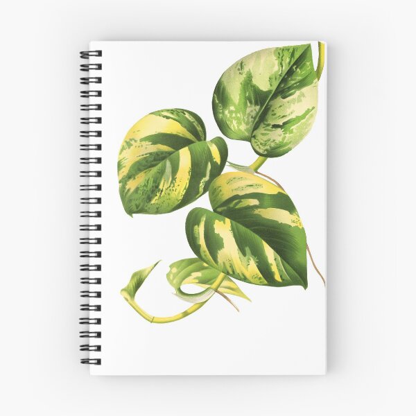 Item preview, Golden Pothos - L’ Illustration horticole - Botanical Illustration designed and sold by chimakingthings.