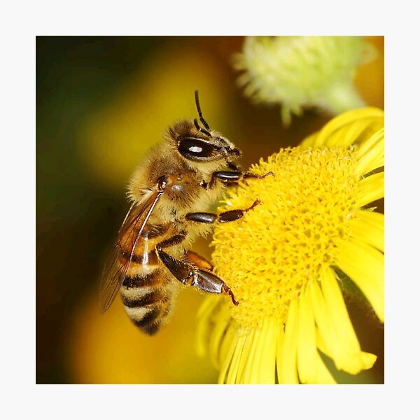 Item preview, apis mellifera collecting honey designed and sold by ritusdesigns.
