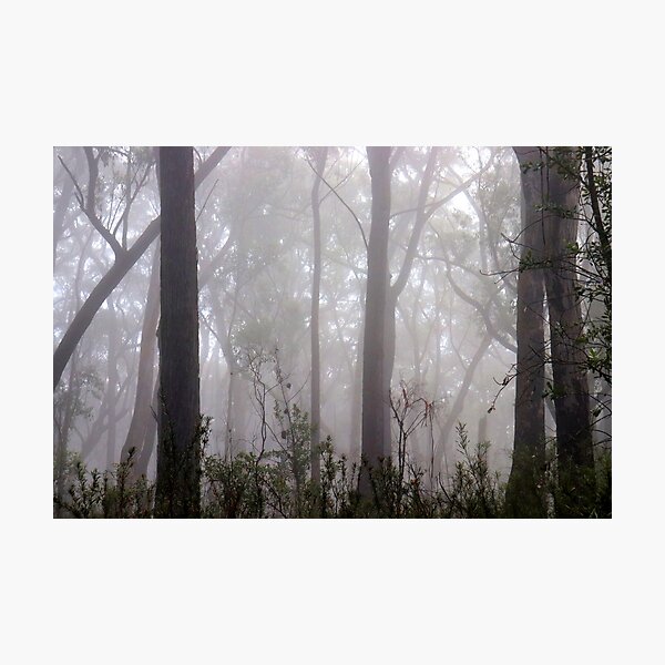 Foggy Forest Photographic Print