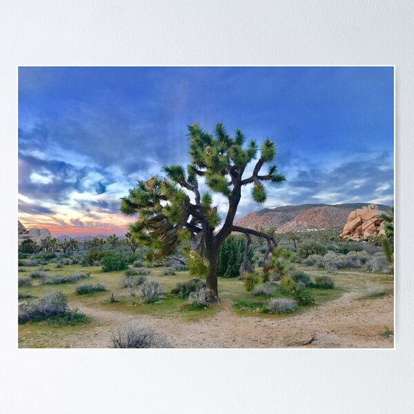 Item preview, Joshua Tree National Park, Palm Springs, California  designed and sold by newburyboutique.