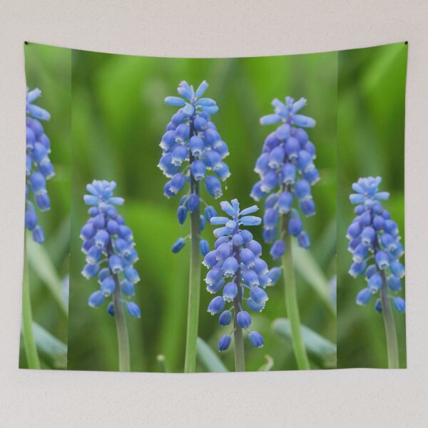 Item preview, As blue as it comes. Garden grape-hyacinth designed and sold by Jouko Lehto Photography.