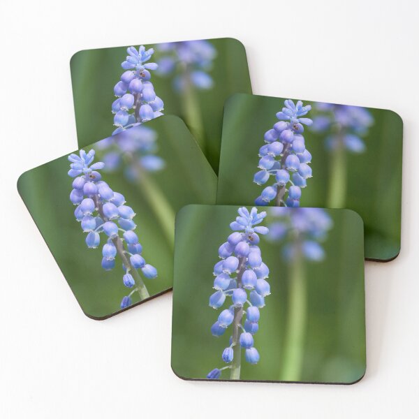 Item preview, Enjoying the sun. Garden grape-hyacinth designed and sold by Jouko Lehto Photography.
