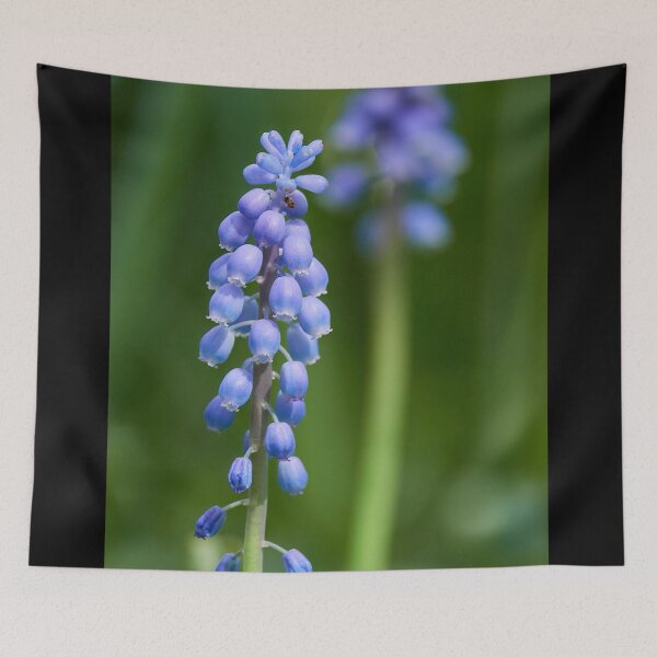 Item preview, Enjoying the sun. Garden grape-hyacinth designed and sold by Jouko Lehto Photography.