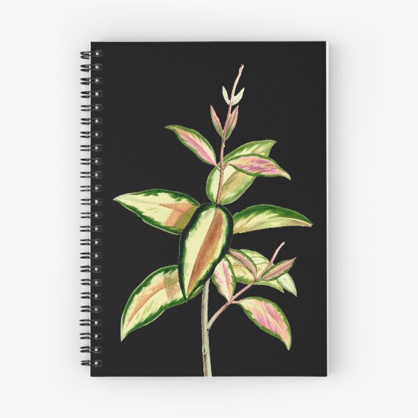 Item preview, Hoya Carnosa tricolor - Annales de la Société royale d’Agriculture et de Botanique de Gand - Botanical Illustration designed and sold by chimakingthings.