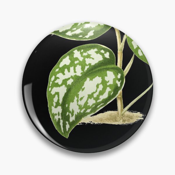 Item preview, Scindapsus pictus - Rothschild - Botanical Illustration designed and sold by chimakingthings.