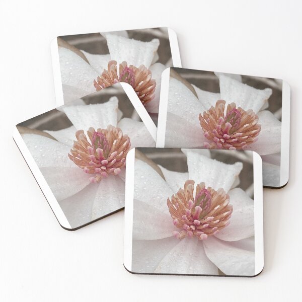 Item preview, ENDANGERED: Floral Closeup of Star Magnolia designed and sold by Max Kindly.