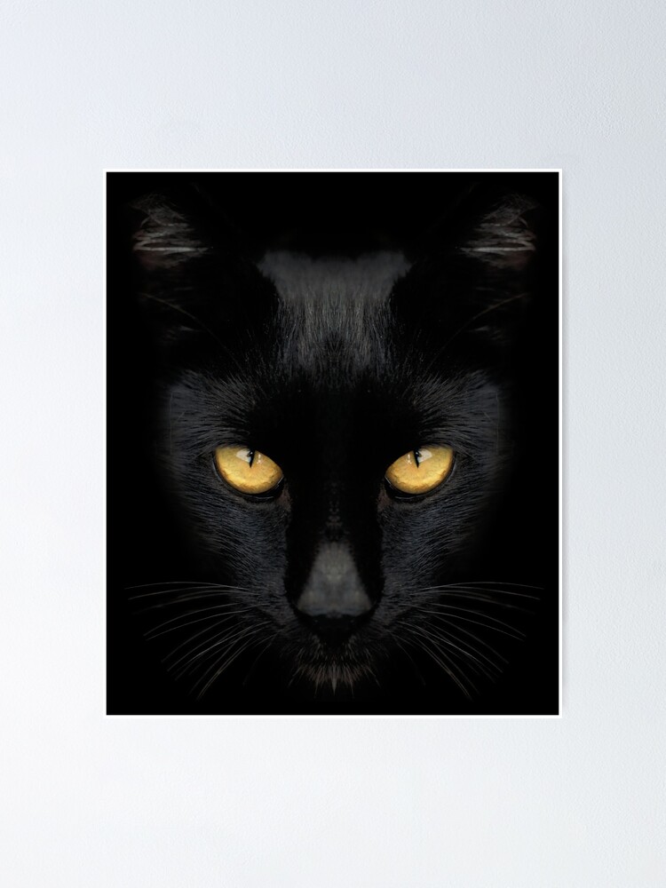 Poster Chat Noir Aux Yeux Jaunes Chat De Bombay Par Legacy10 Redbubble