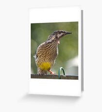 Australian Wattle Bird. Greeting Card