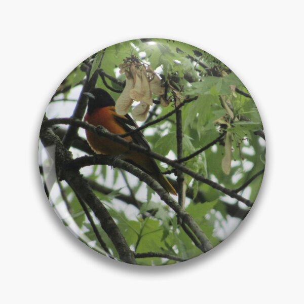 Item preview, Baltimore Oriole bird designed and sold by laceyyyann34.
