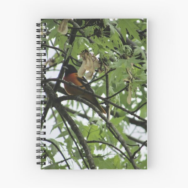 Item preview, Baltimore Oriole bird designed and sold by laceyyyann34.