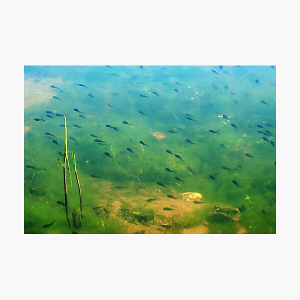 A ditch full of tadpoles Photographic Print